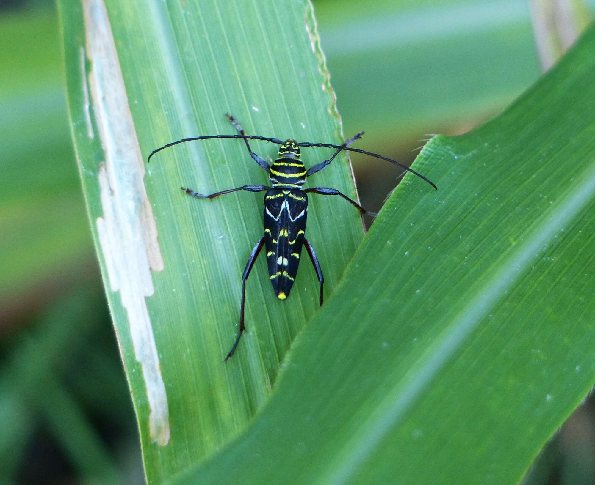 Megacyllene acuta (Germar 1821)的圖片