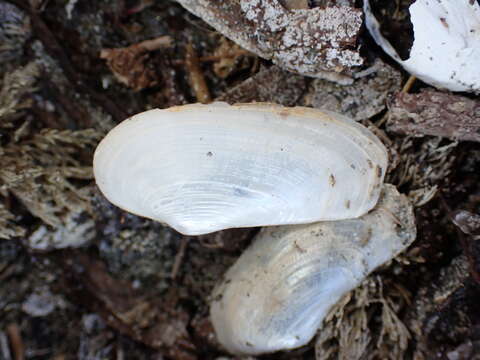 Image of Lyonsia californica Conrad 1837