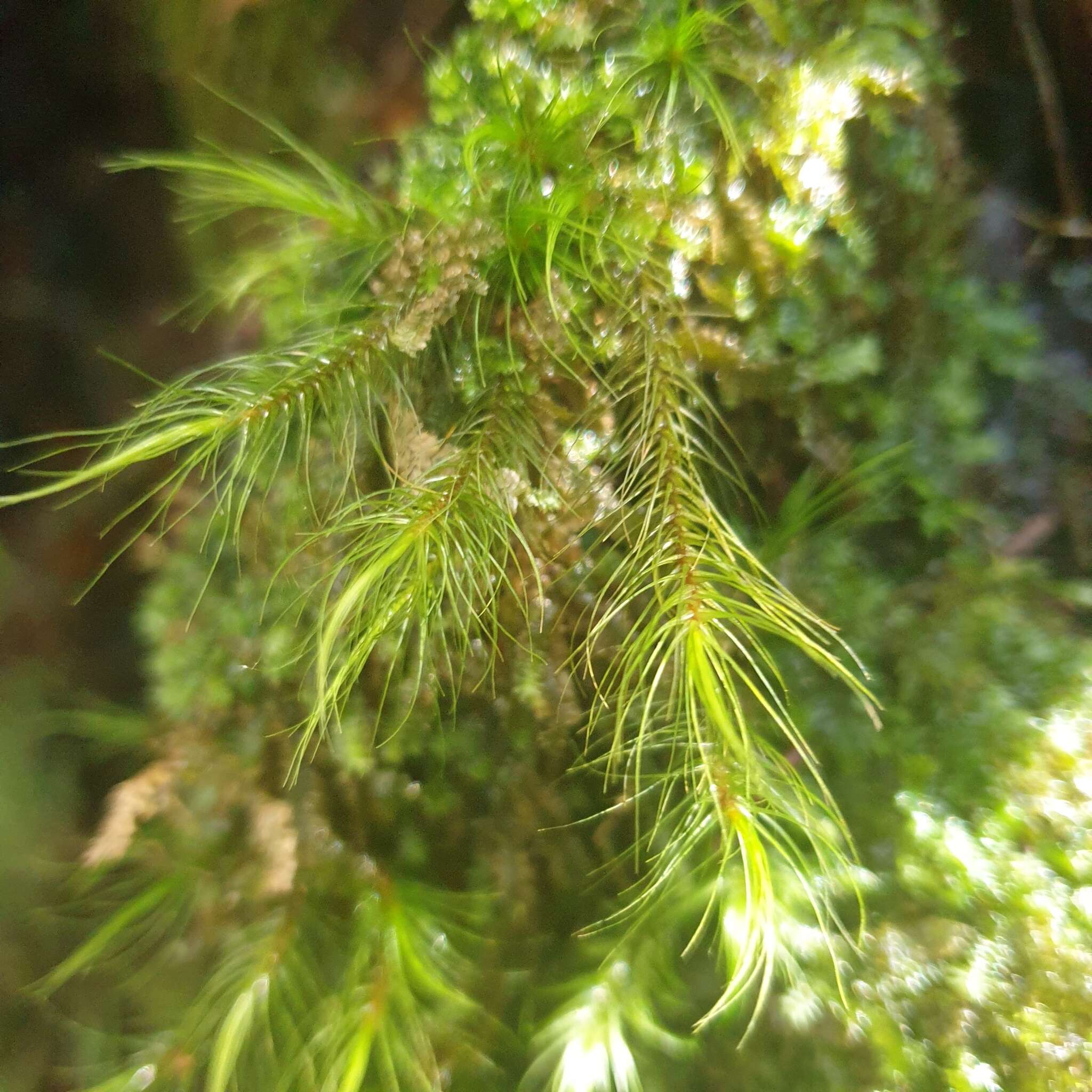 Dicranoloma menziesii Paris 1904的圖片