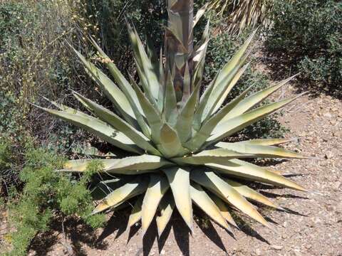 Image of goldenflower century plant