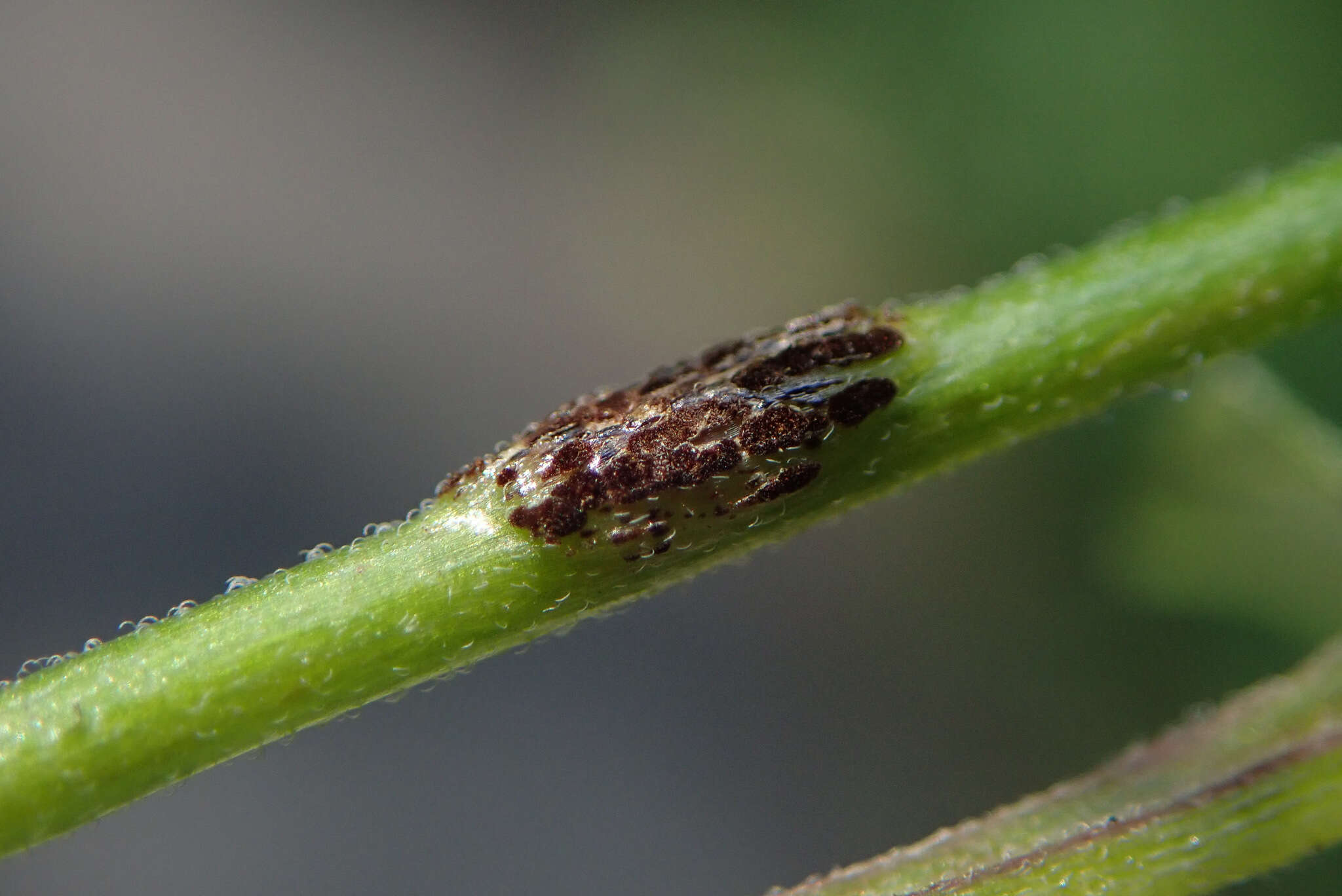 Imagem de Puccinia circaeae Pers. 1794