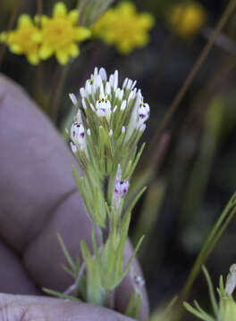 Image of shortstyle Indian paintbrush