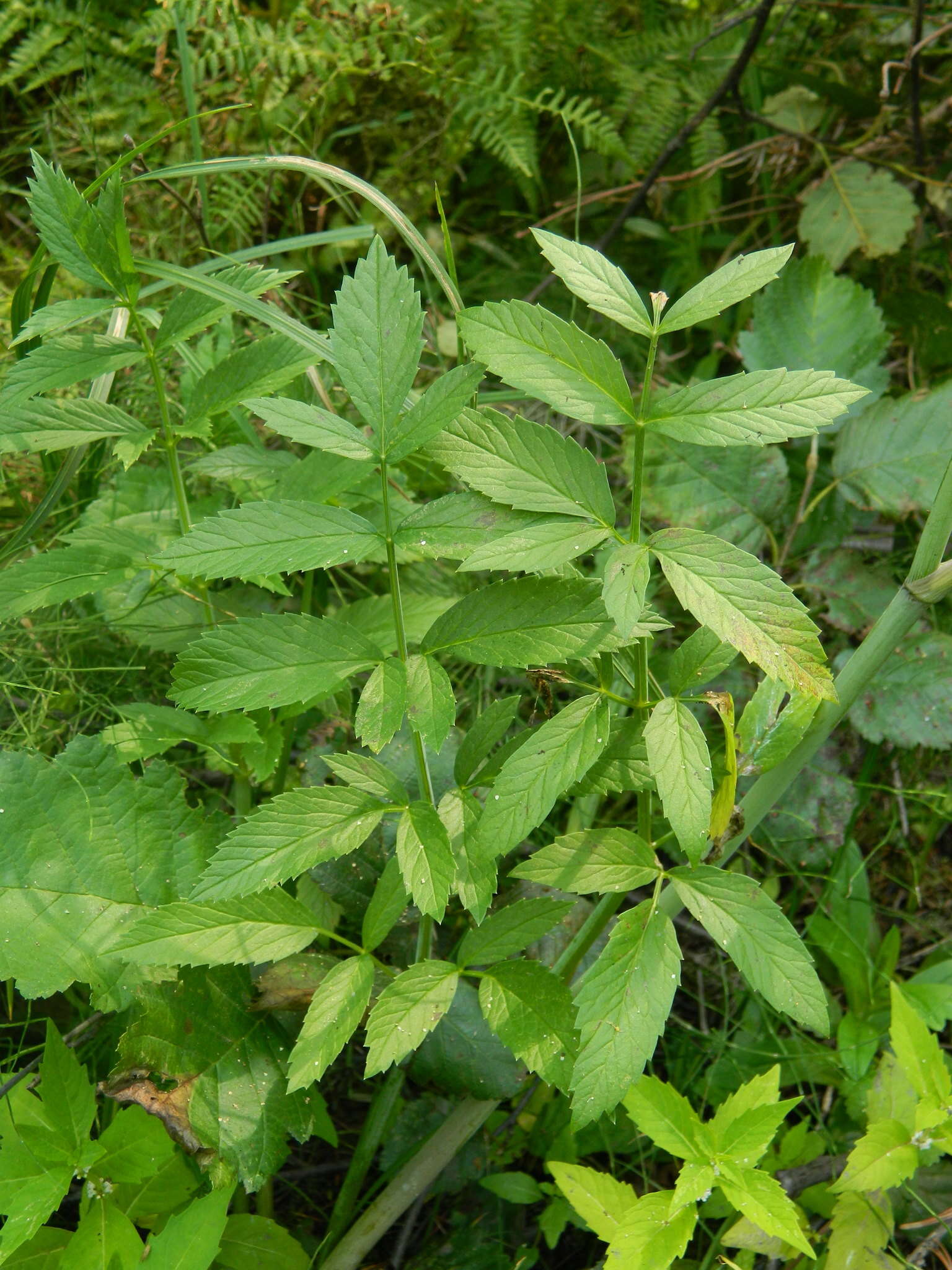 Image of western water hemlock