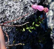 Imagem de Erica carduifolia Salisb.