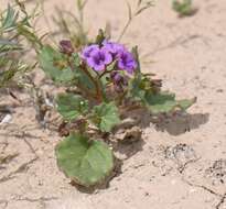 Phacelia pulchella var. gooddingii (Brand) J. T. Howell resmi