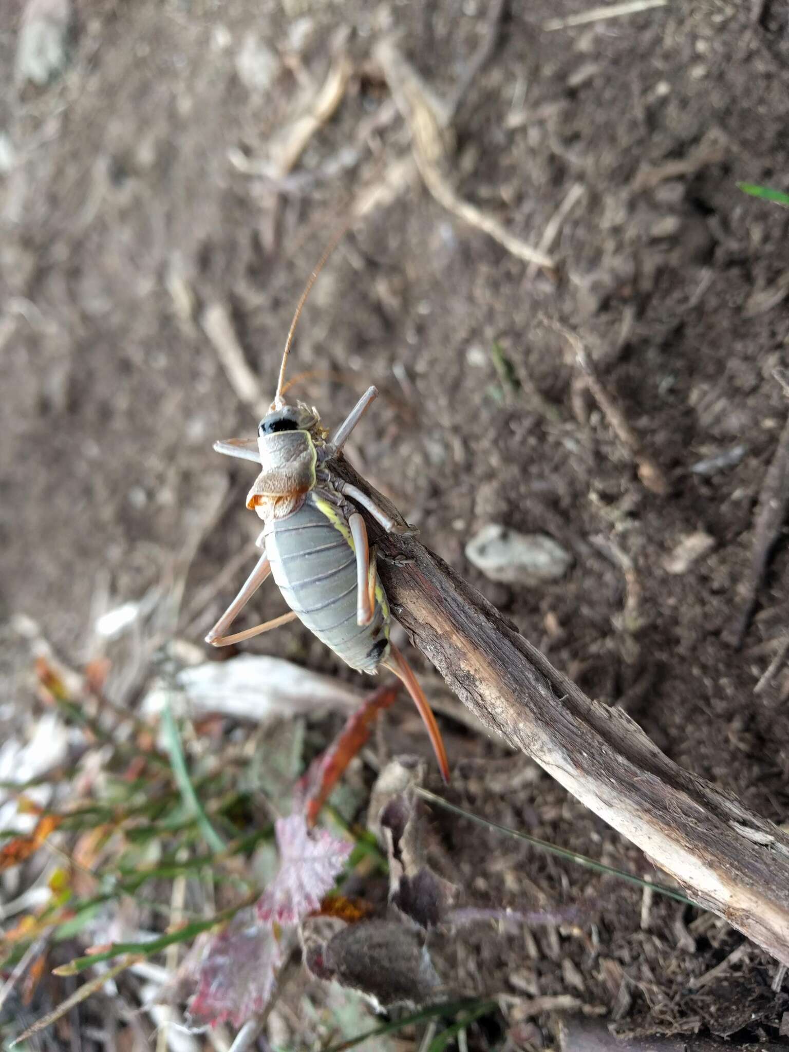 Image of saddle-backed bush-cricket