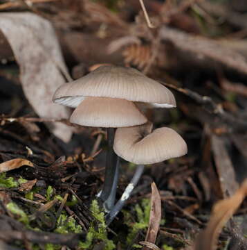 Image of Entoloma albidocoeruleum G. M. Gates & Noordel. 2007