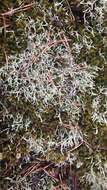 Image of Cladonia uncialis subsp. uncialis (L.) Weber ex F. H. Wigg.