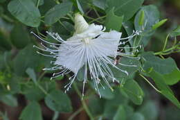 Image of Native Caper