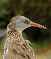 Image of Rallus aquaticus aquaticus Linnaeus 1758