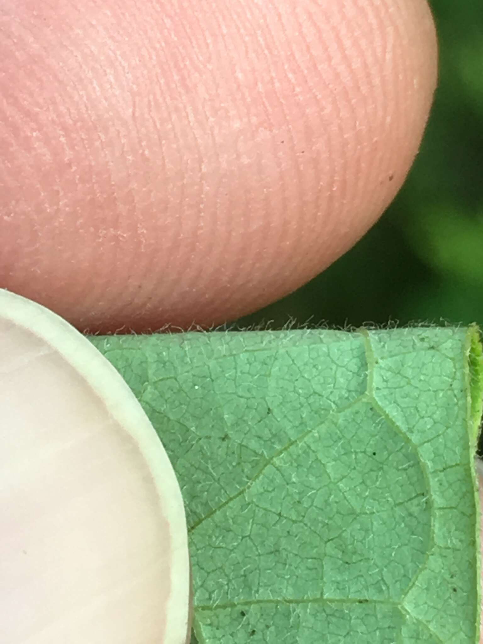 Image of northern spicebush