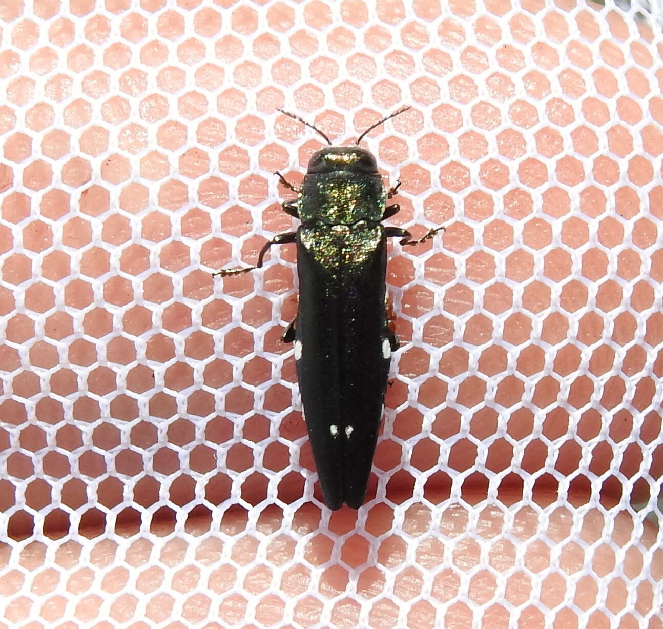 Image of Oak Splendor Beetle