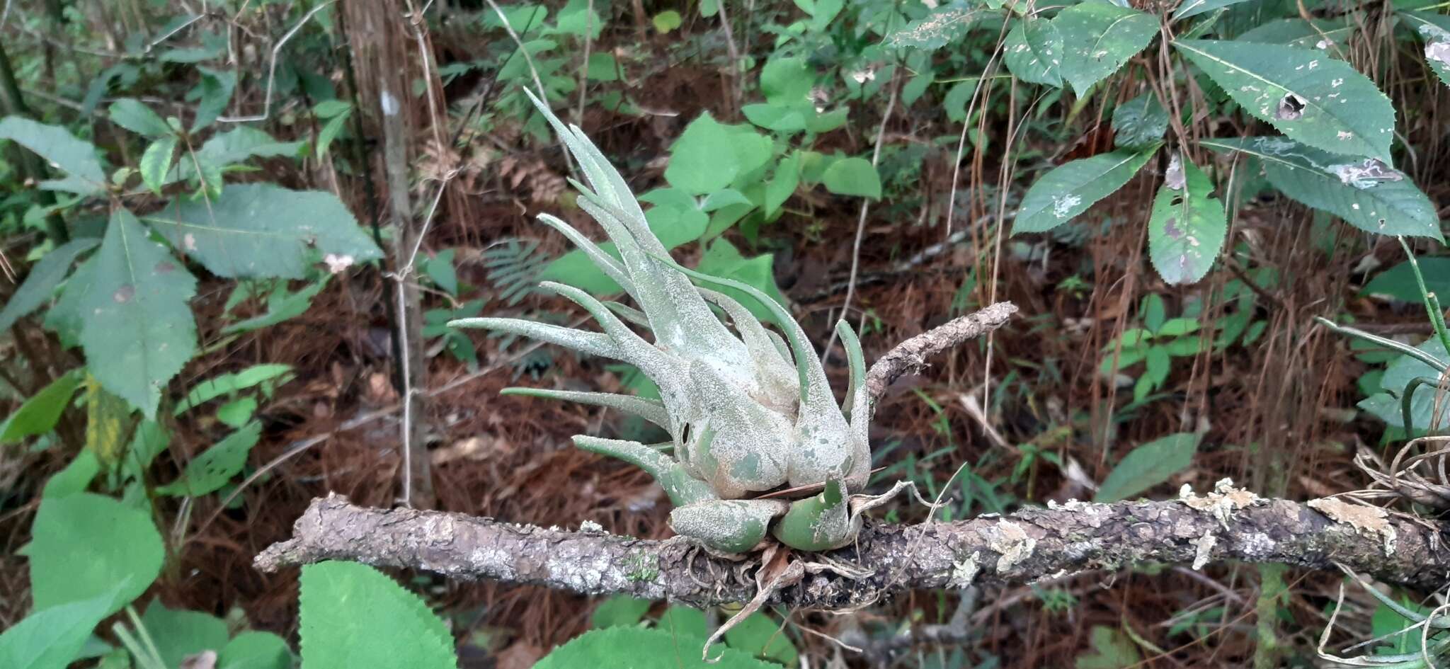 Imagem de Tillandsia seleriana Mez