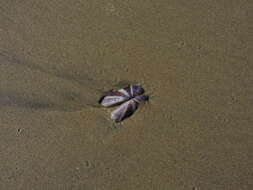 Image of sunset razor clam