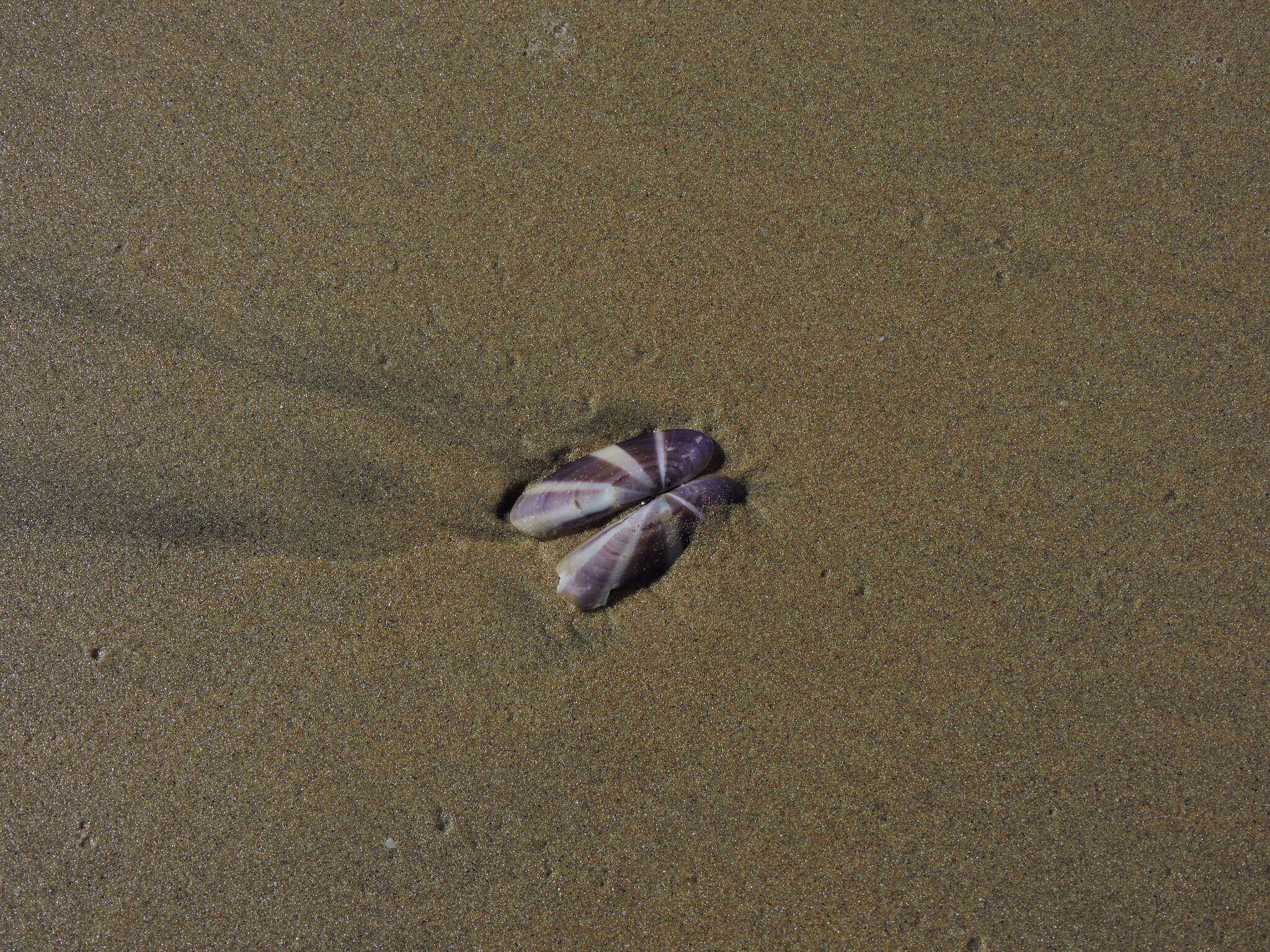 Image of sunset razor clam