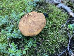 Image of Austropaxillus statuum (Speg.) Bresinsky & Jarosch 1999