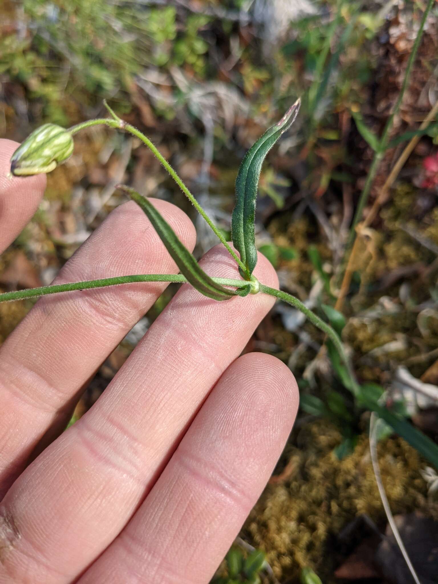 Слика од Silene ostenfeldii (A. E. Porsild) J. K. Morton