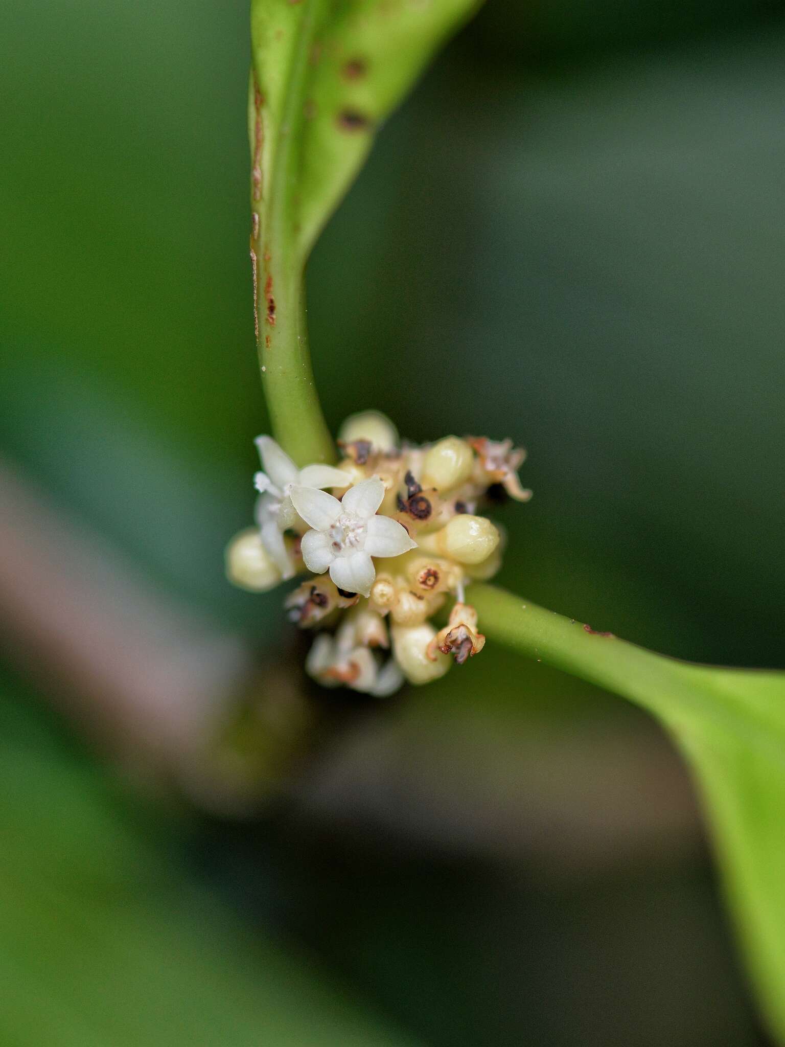 Image of Psychotria cephalophora Merr.