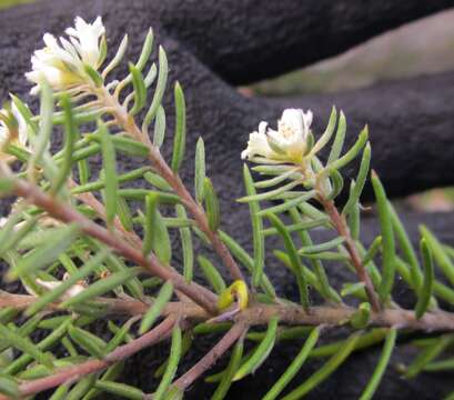 Image of Phylica confusa Pillans