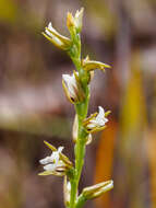 Imagem de Prasophyllum milfordense D. L. Jones