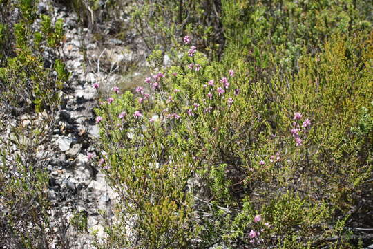 Image of Erica corifolia var. corifolia