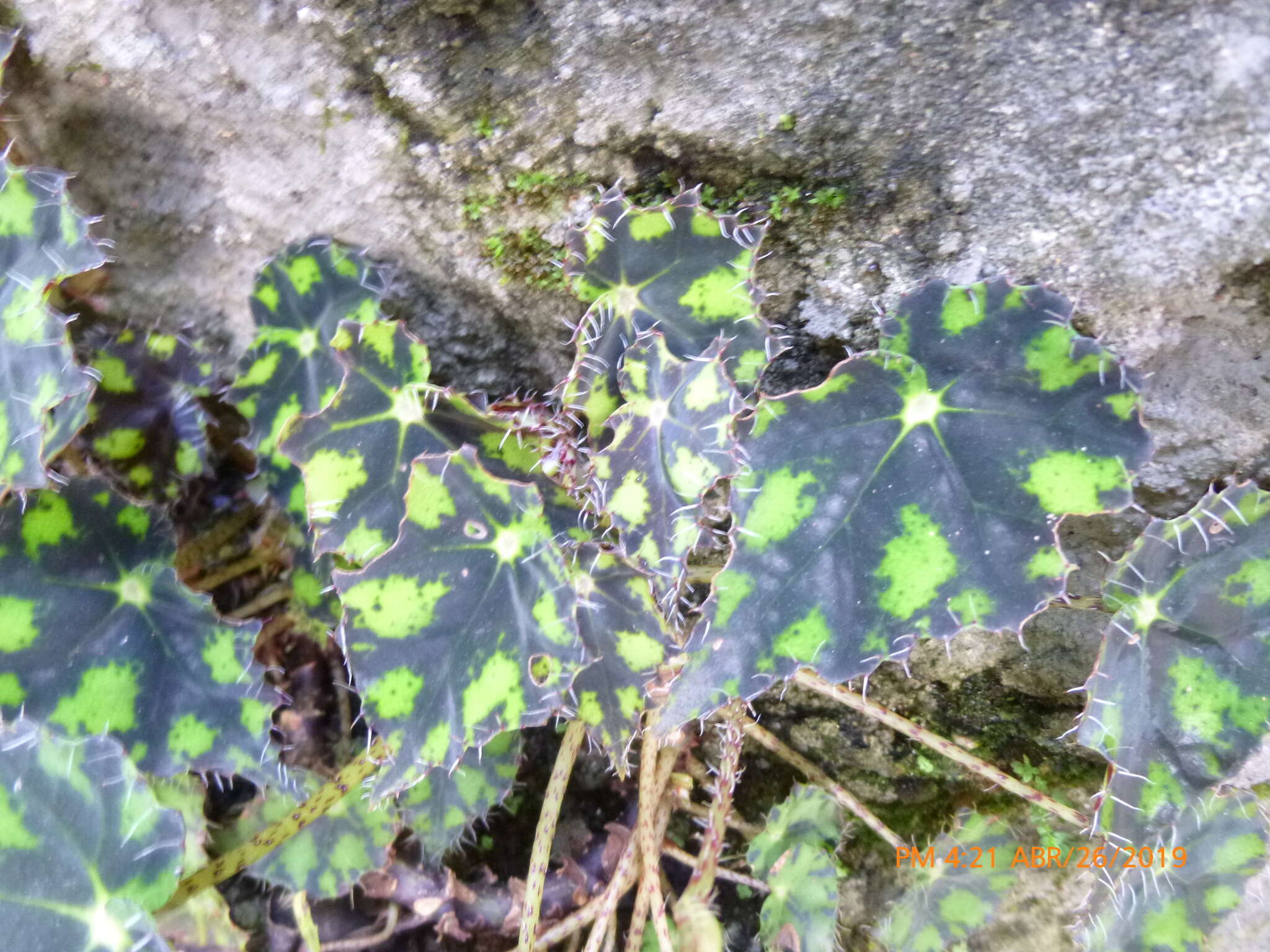 Image of Begonia bowerae Ziesenh.