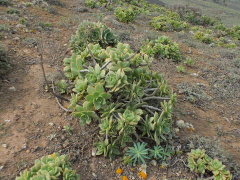 Image of Aeonium lancerottense (Praeger) Praeger