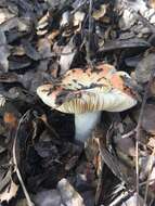 Sivun Russula bicolor Burl. 1913 kuva