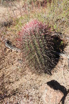 Image of Fire Barrel Cactus