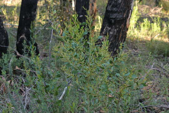 Acacia myrtifolia (Sm.) Willd. resmi