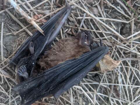 Image of leislers bat, lesser noctule