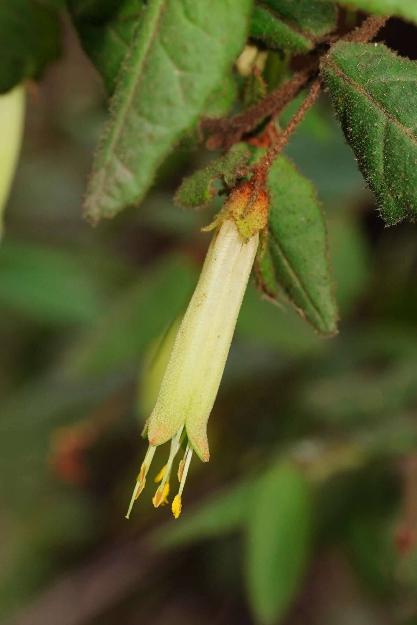 Image of Correa reflexa var. lobata Paul G. Wilson