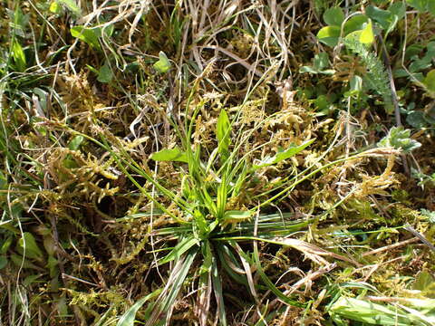 Image of Carex ornithopoda Willd.