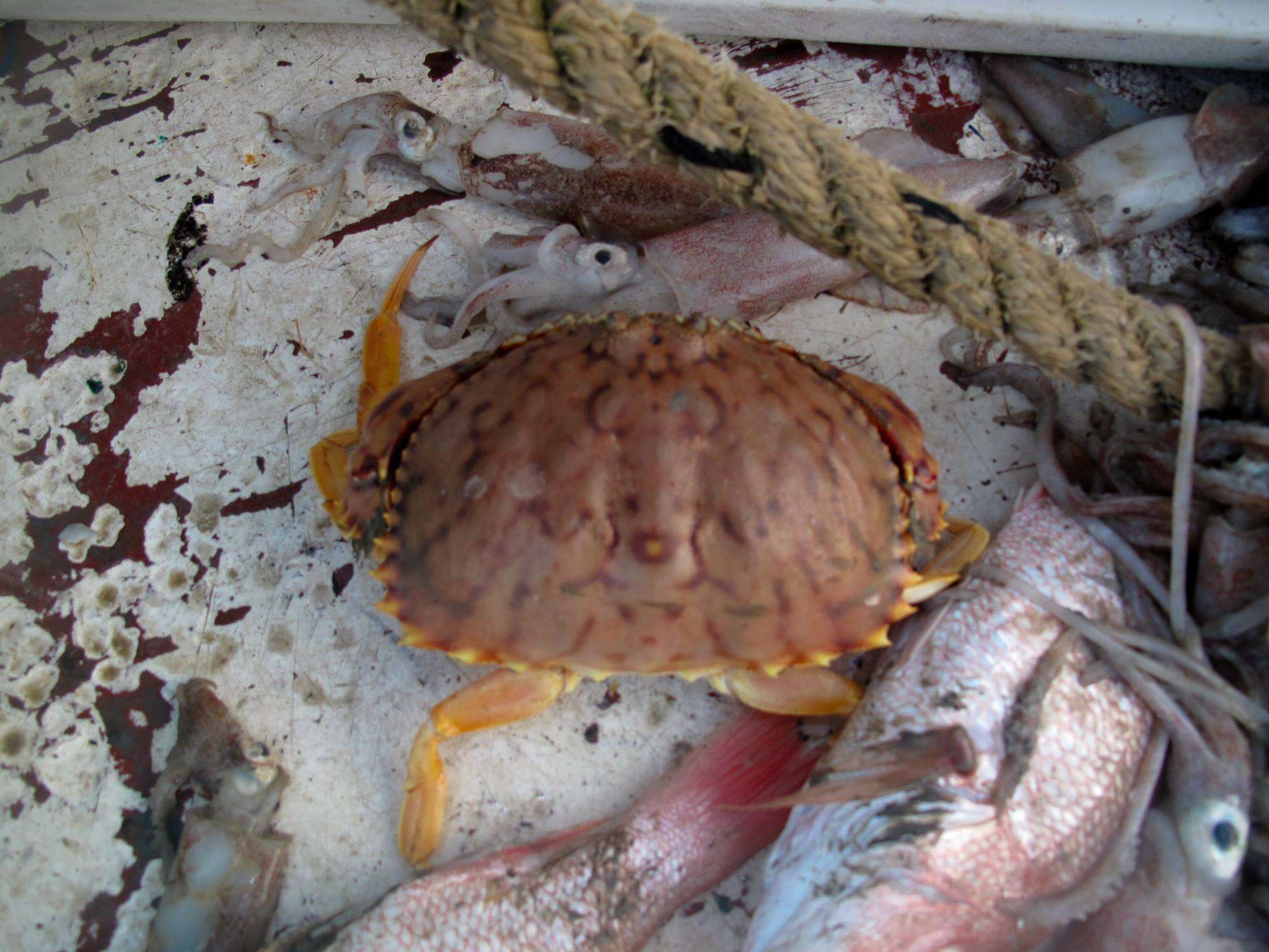 Image of yellow box crab