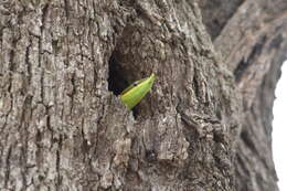 Image of Baron's Green Racer