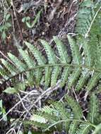 Image of Pacific Wood Fern