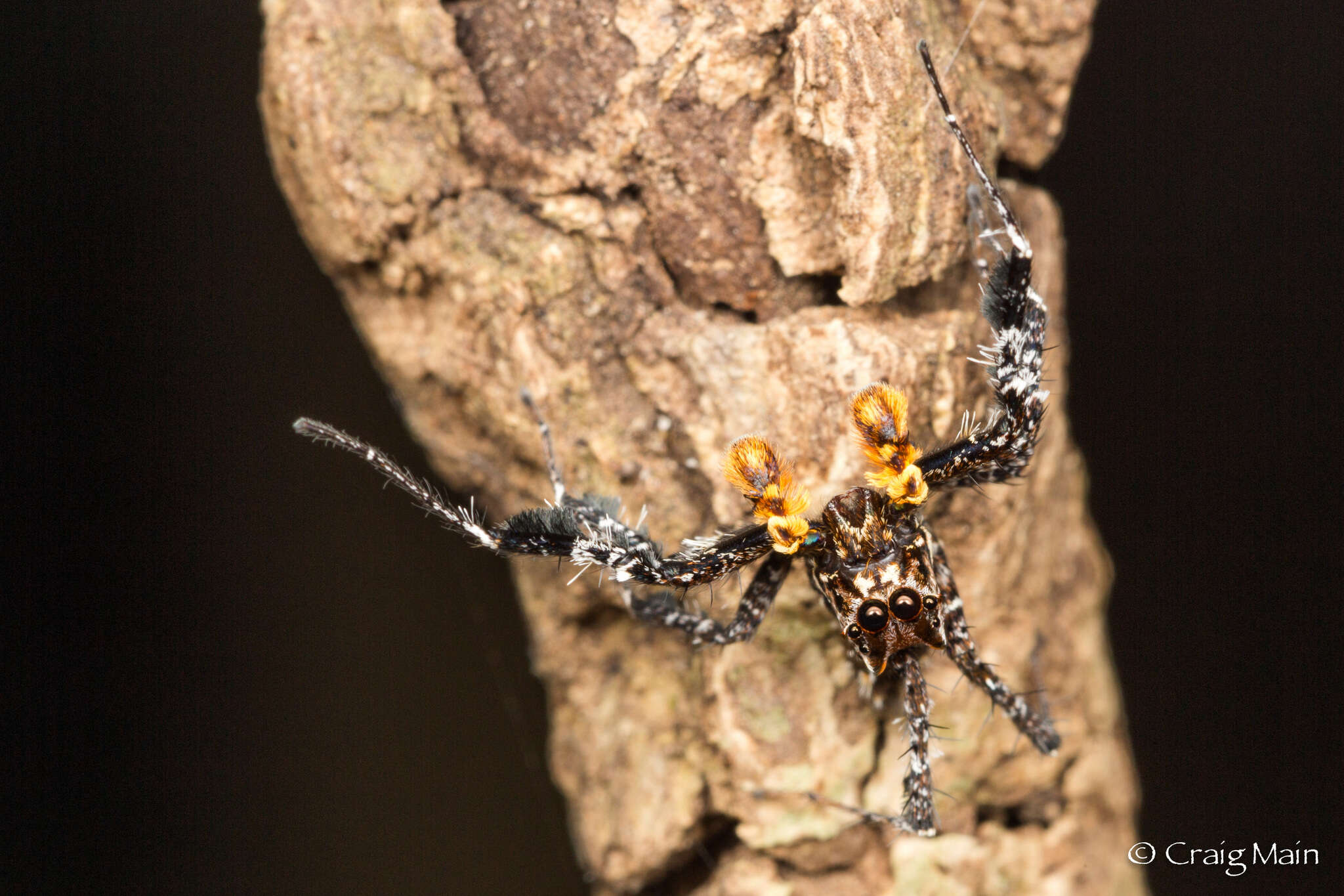 Image of Longleg Dandy Jumping Spider