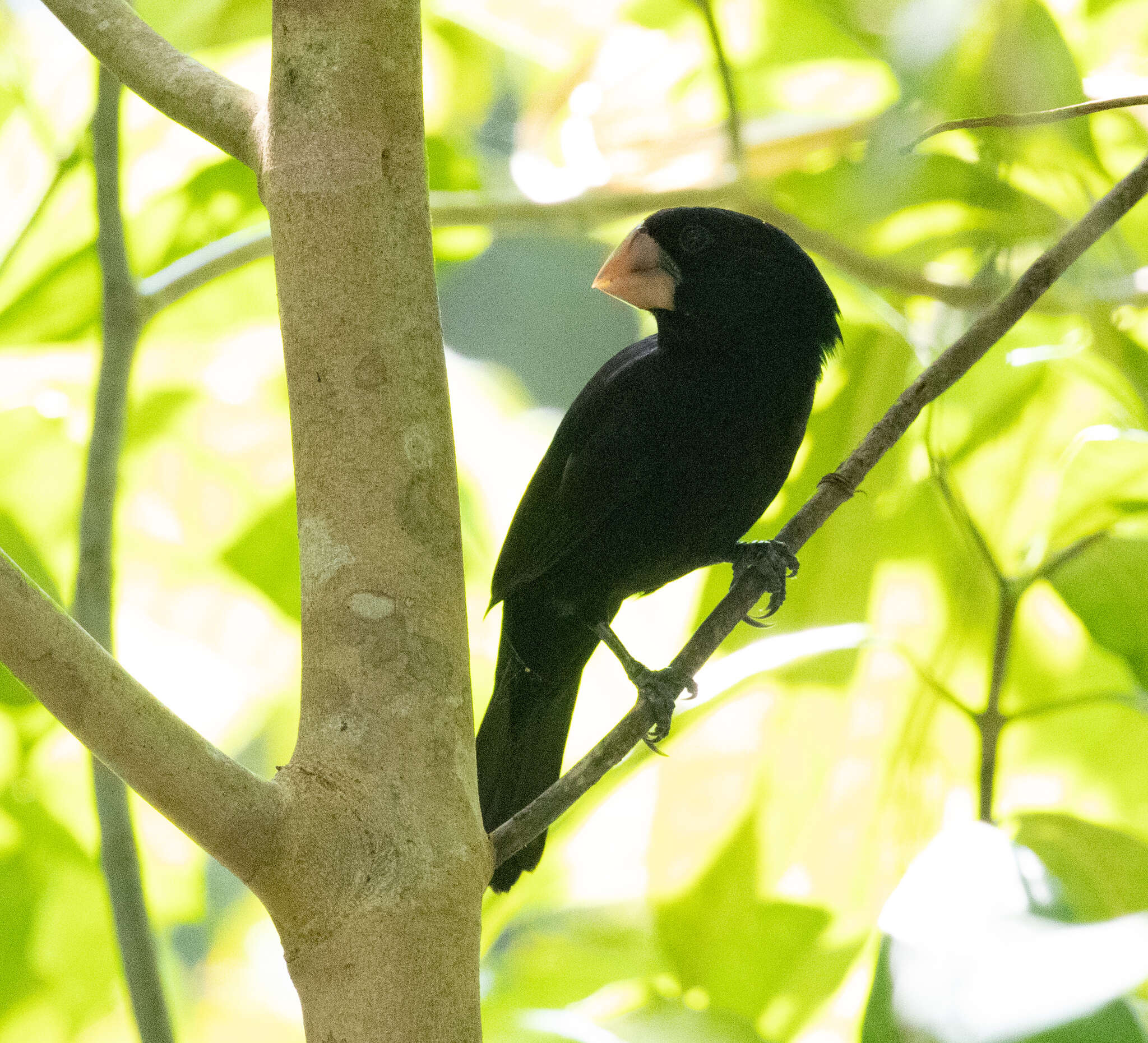 Sporophila nuttingi (Ridgway 1884) resmi