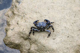 Image of marbled rock crab