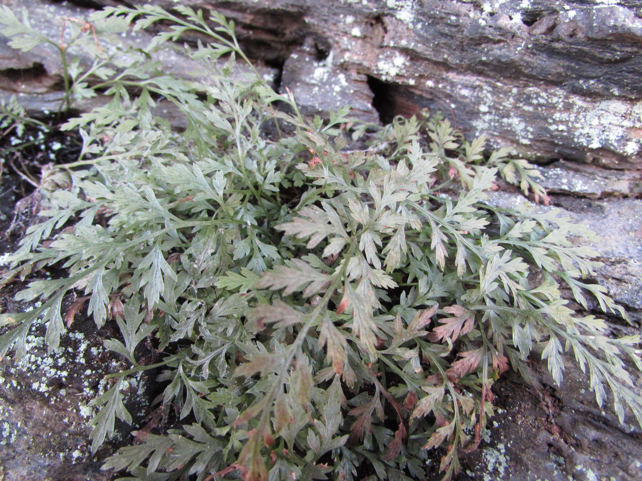 Imagem de Asplenium montanum Willd.