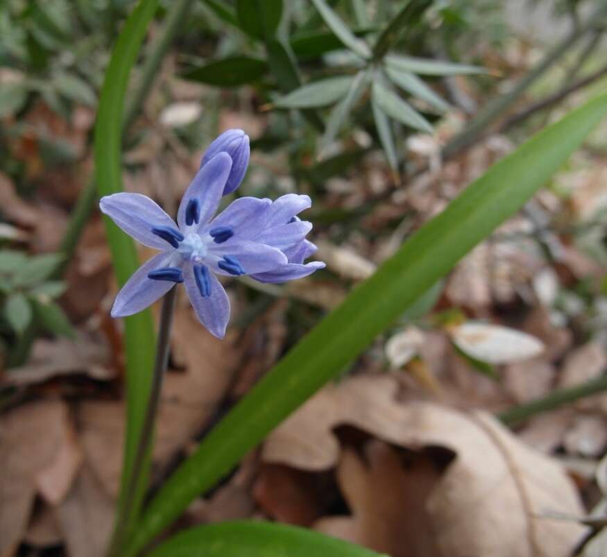 Image of Scilla bithynica Boiss.