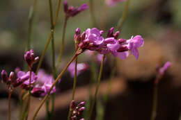 Слика од Arabis aculeolata Greene