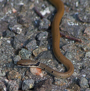 Image of Collared Dwarf Racer