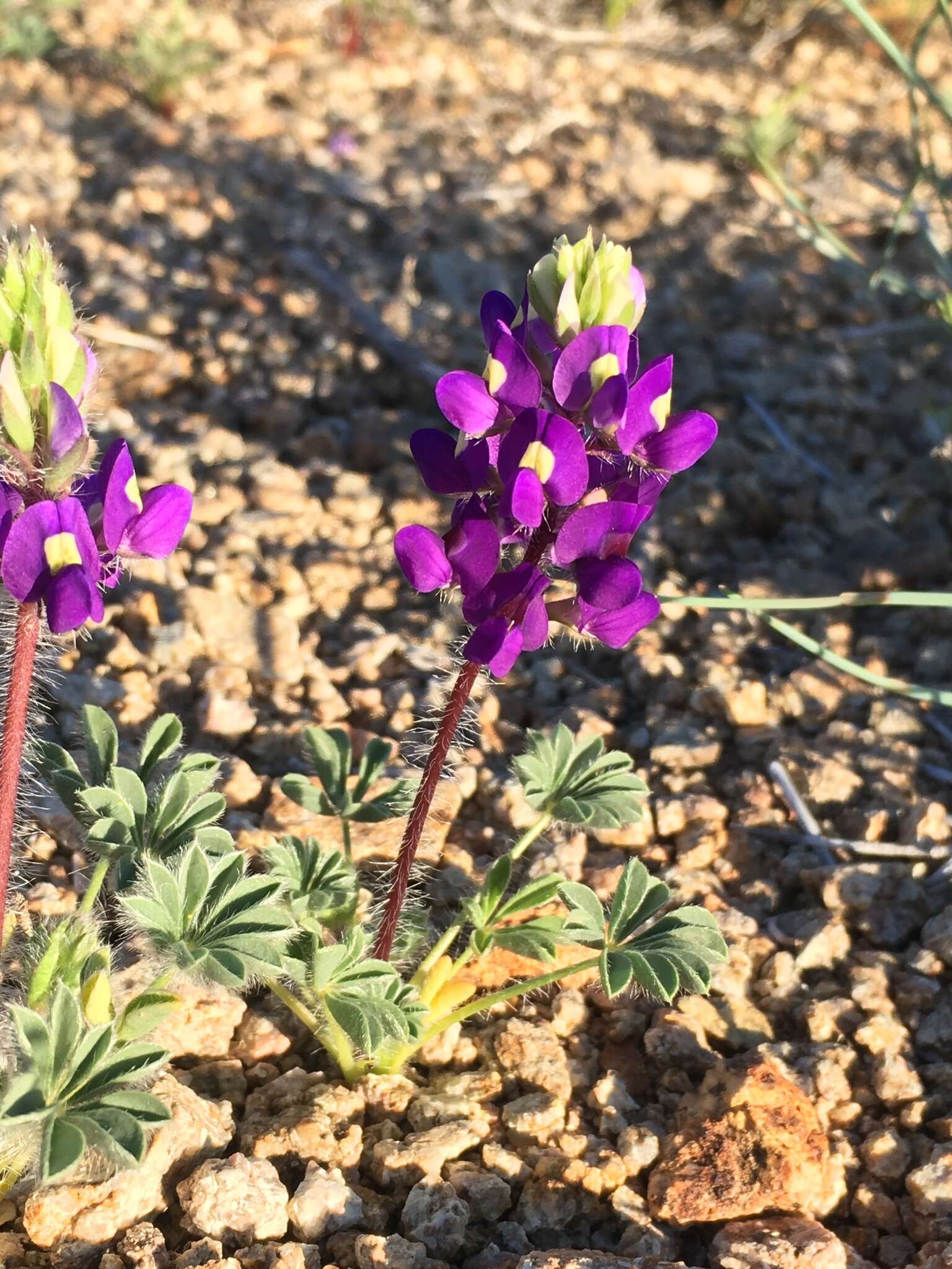 Imagem de Lupinus flavoculatus A. Heller