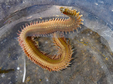 Image of Mussel worm