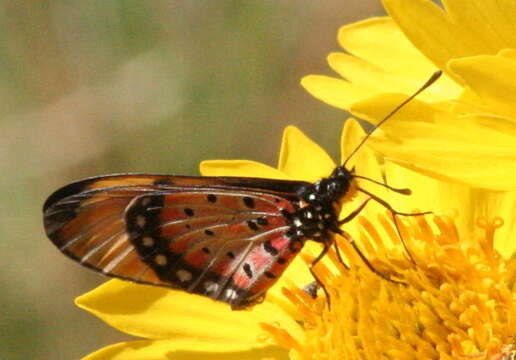 Image of Acraea natalica Boisduval 1847