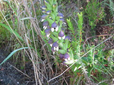 Image of Disa cornuta (L.) Sw.