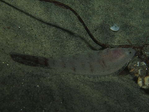 Image of California tonguefish