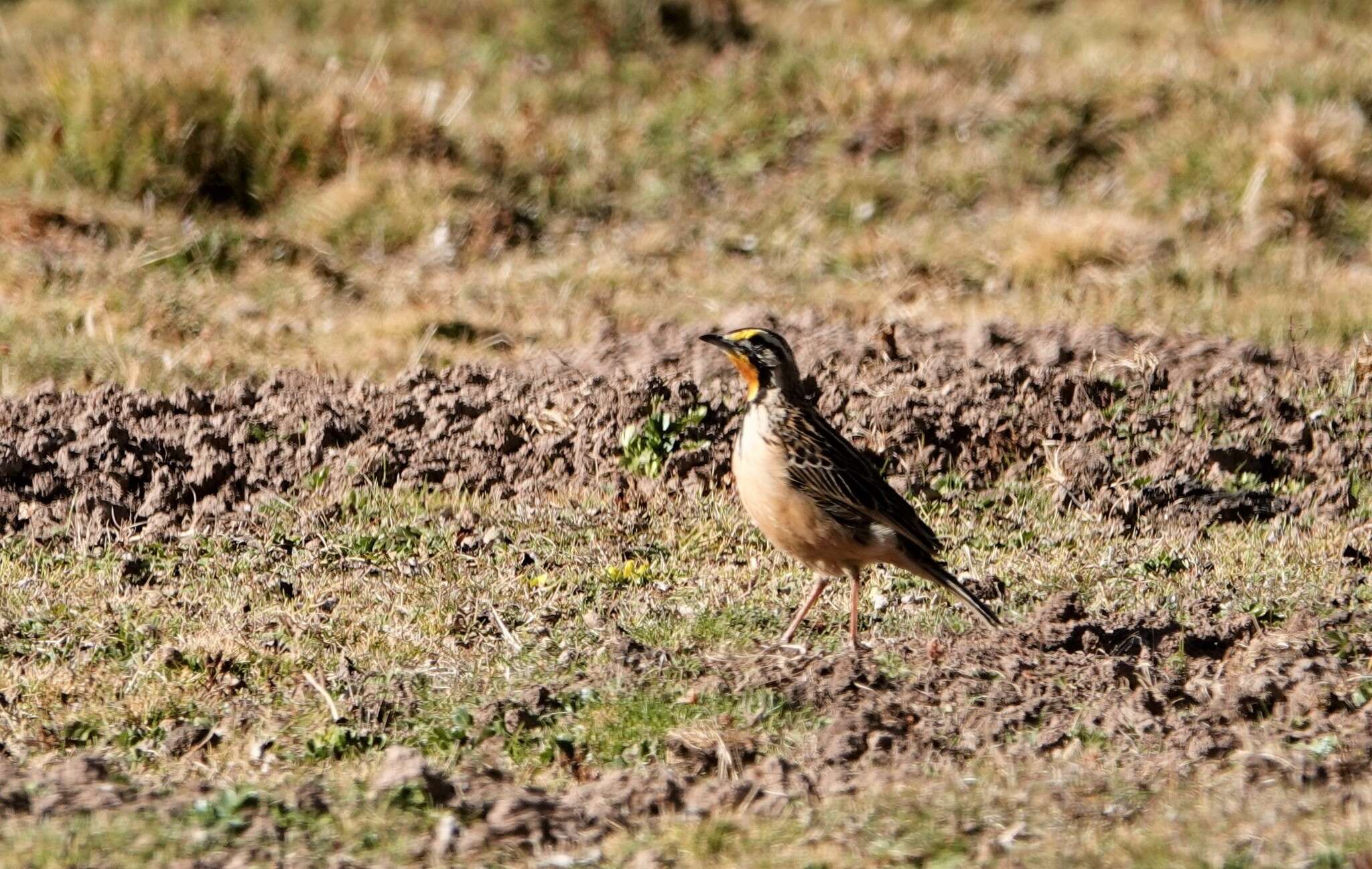 Image of Abyssinian Longclaw