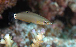 Image of Chain-lined wrasse